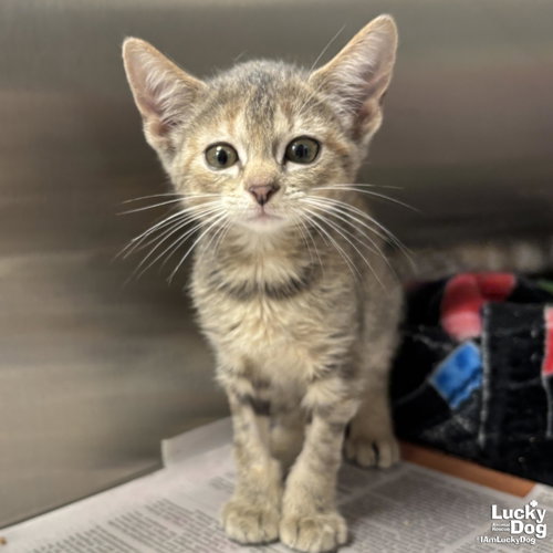 Honu, Baby Domestic Short Hair / Tabby / Mixed (short coat), cat for adoption in Washington, District of Columbia