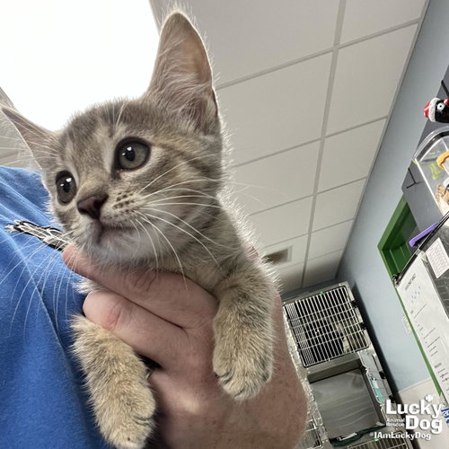 Honi, Baby Domestic Short Hair / Tabby / Mixed (short coat), cat for adoption in Washington, District of Columbia