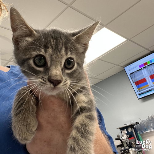 Hoku, Baby Domestic Short Hair / Tabby / Mixed (short coat), cat for adoption in Washington, District of Columbia