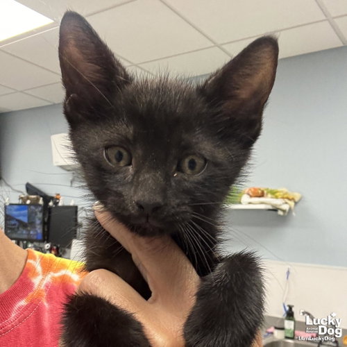 Char, Baby Domestic Short Hair / Mixed (short coat), cat for adoption in Washington, District of Columbia