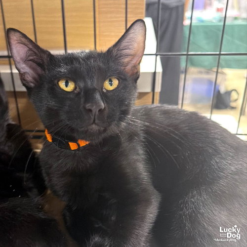 Char, a cat for adoption from Lucky Dog Animal Rescue