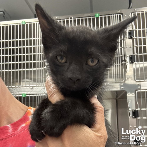 Coal, Baby Domestic Short Hair / Mixed (short coat), cat for adoption in Washington, District of Columbia
