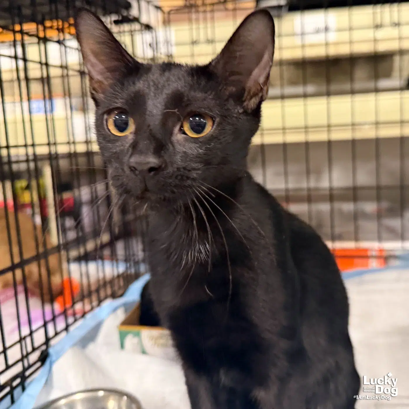 Coal - Domestic Short Hair