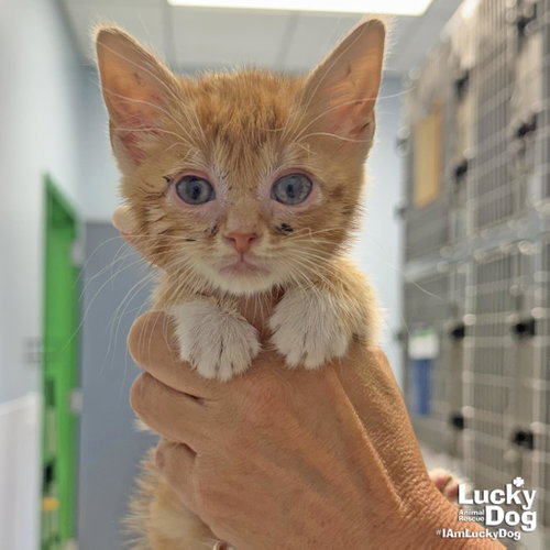 Taco Bell, Baby Domestic Short Hair / Mixed (short coat), cat for adoption in Washington, District of Columbia