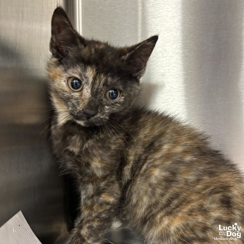 Kia, Baby Domestic Short Hair / Mixed (short coat), cat for adoption in Washington, District of Columbia