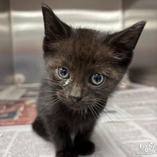 Todd, Baby Domestic Short Hair / Mixed (short coat), cat for adoption in Washington, District of Columbia