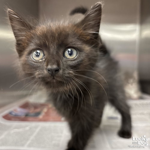 Trey, Baby Domestic Short Hair / Mixed (short coat), cat for adoption in Washington, District of Columbia