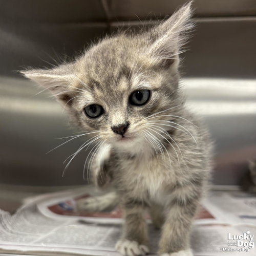 Theo, Baby Domestic Short Hair / Mixed (short coat), cat for adoption in Washington, District of Columbia