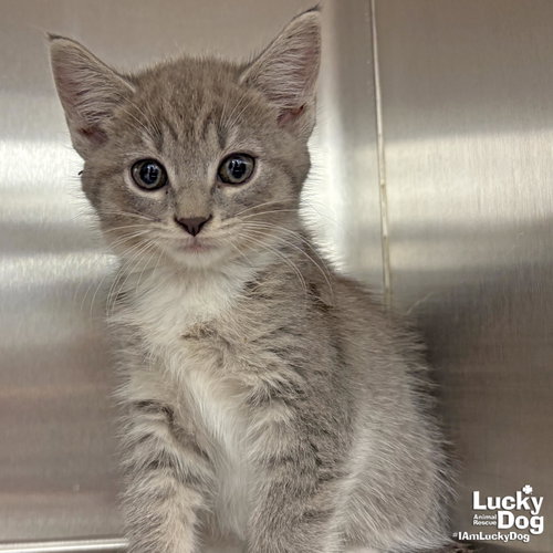 Tonya, Baby Domestic Short Hair / Mixed (short coat), cat for adoption in Washington, District of Columbia