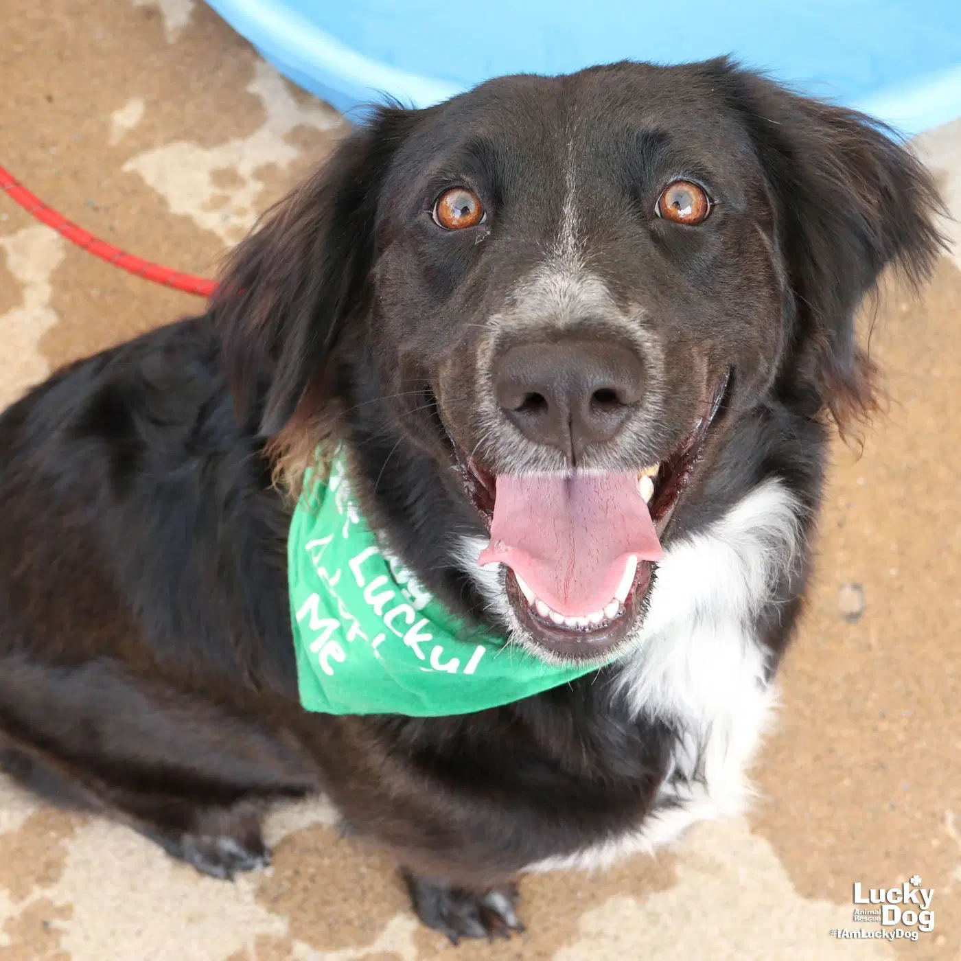 Lady Luna - Border Collie