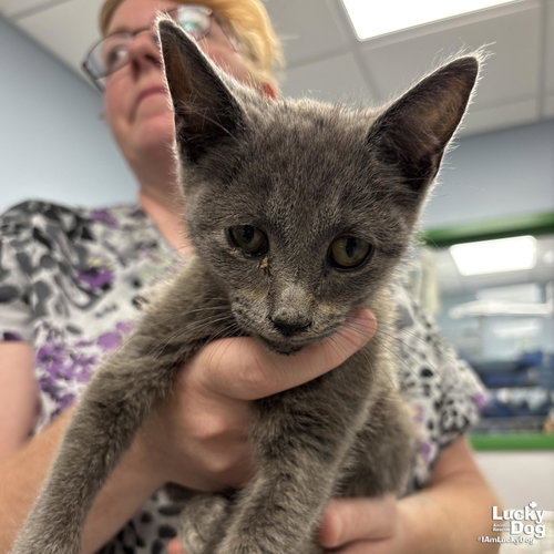Thrifty, Baby Domestic Short Hair / Mixed (short coat), cat for adoption in Washington, District of Columbia