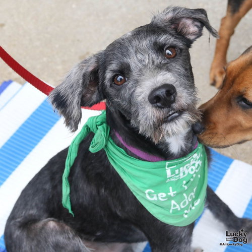 Frisch, an adoptable Schnauzer in Washington, DC