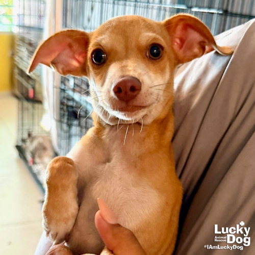 Max, an adoptable Chihuahua in Washington, DC