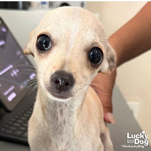 Mulan, an adoptable Chihuahua in Washington, DC