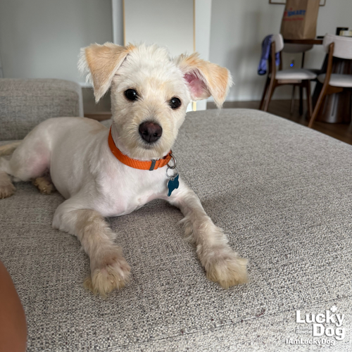 Lion, an adoptable Shih Tzu in Washington, DC