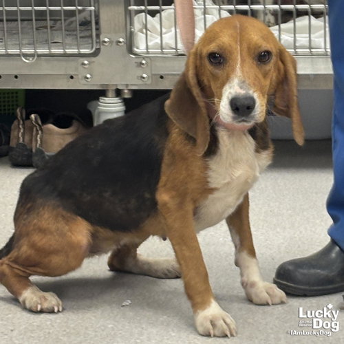 Angie, an adoptable Beagle in Washington, DC