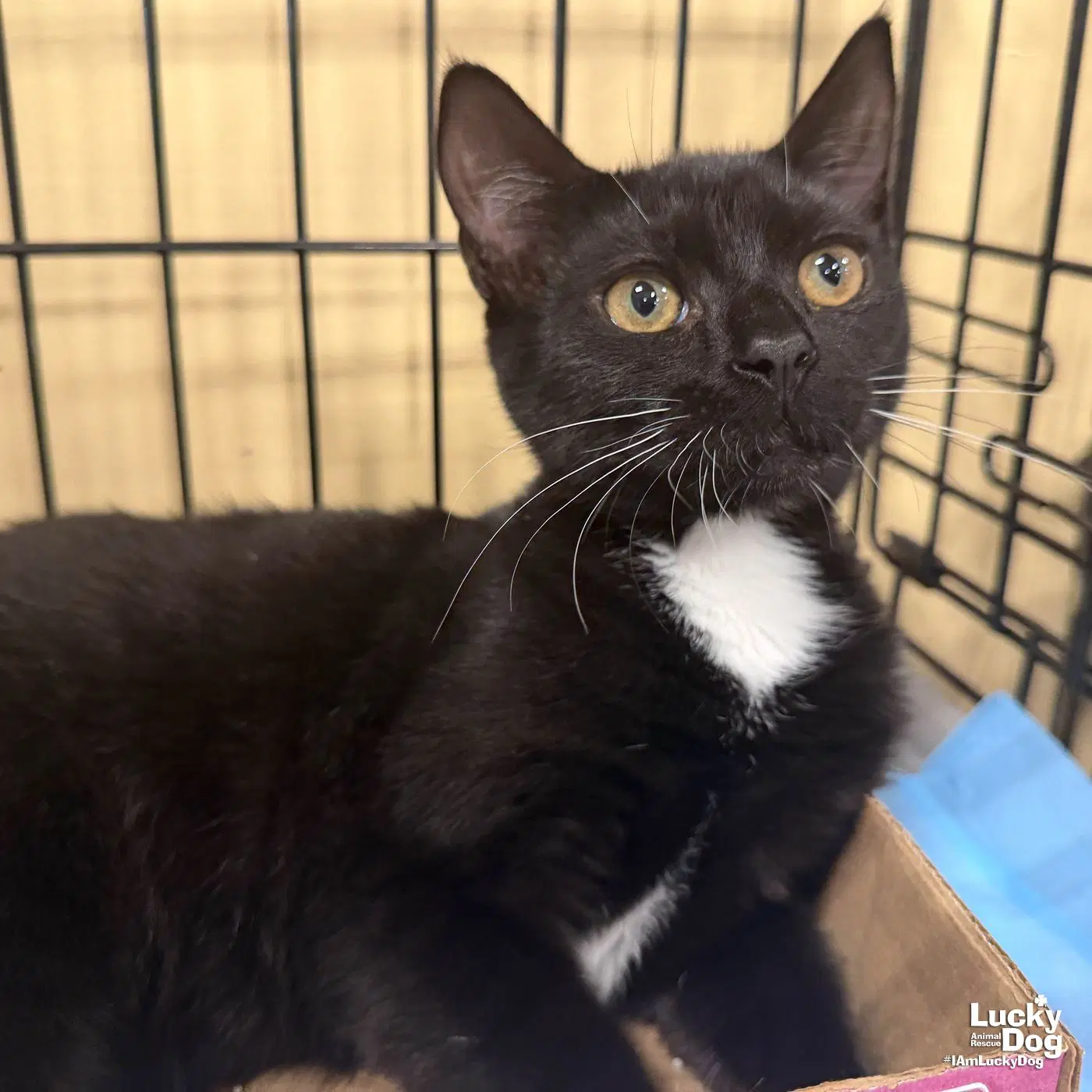 Sparky - Domestic Short Hair