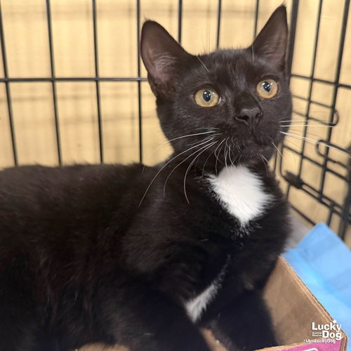 Sparky, a cat for adoption from Lucky Dog Animal Rescue