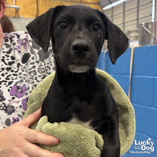 Delia, an adoptable Labrador Retriever in Washington, DC