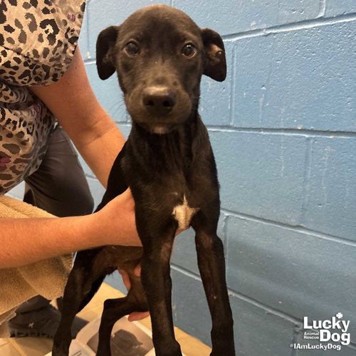 Dolly, an adoptable Labrador Retriever in Washington, DC