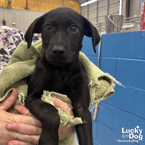 Derek, an adoptable Labrador Retriever in Washington, DC