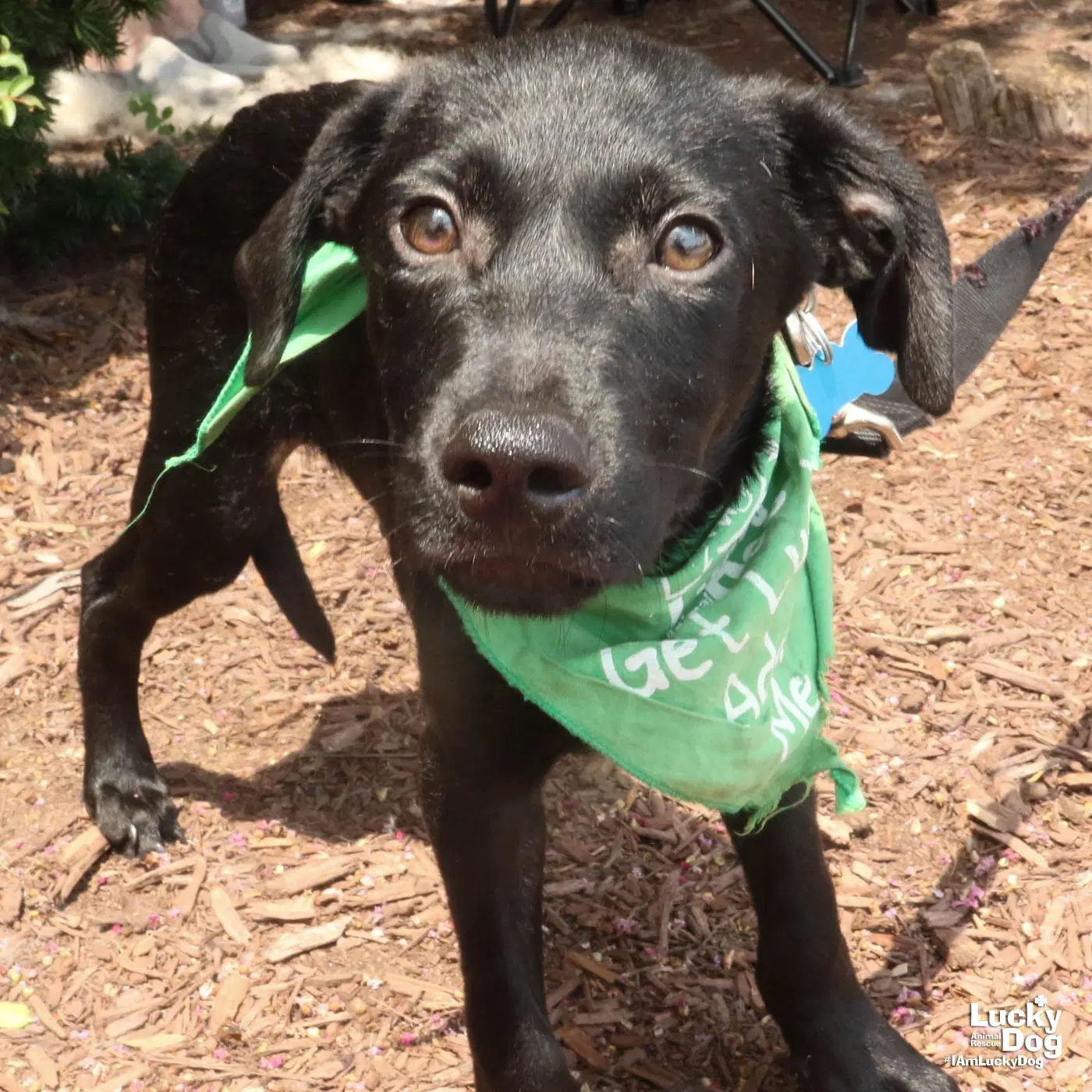 Derek - Lab mix