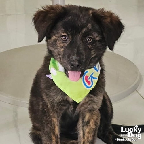 Indigo, an adoptable Australian Shepherd in Washington, DC
