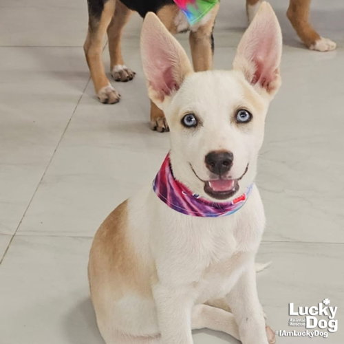 Izzy, an adoptable Australian Shepherd in Washington, DC