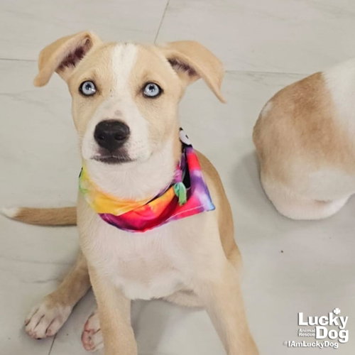 Ives, an adoptable Australian Shepherd in Washington, DC