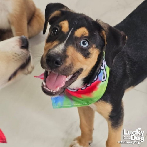 Isha, an adoptable Australian Shepherd in Washington, DC