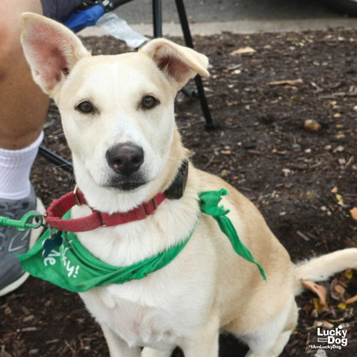 Issa, a dog for adoption from Lucky Dog Animal Rescue