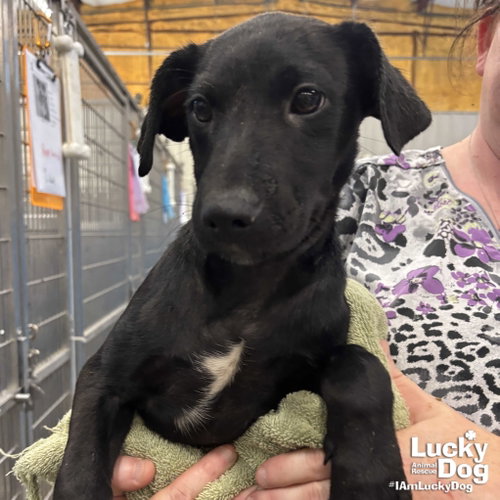Bree, an adoptable Retriever in Washington, DC