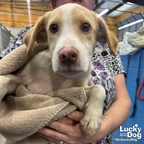Buck, an adoptable Retriever in Washington, DC