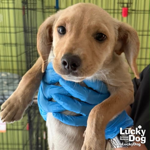 Heathery, an adoptable Labrador Retriever in Washington, DC