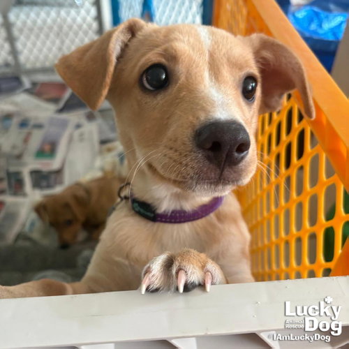 Hazel, an adoptable Labrador Retriever in Washington, DC