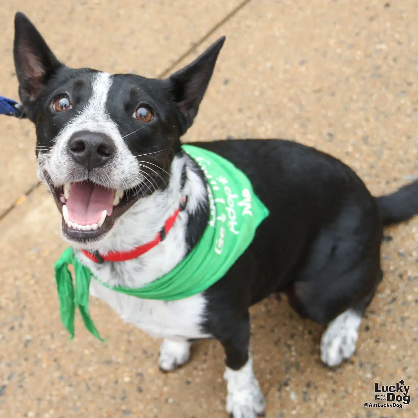 Juliet - Australian Cattle Dog/Blue Heeler