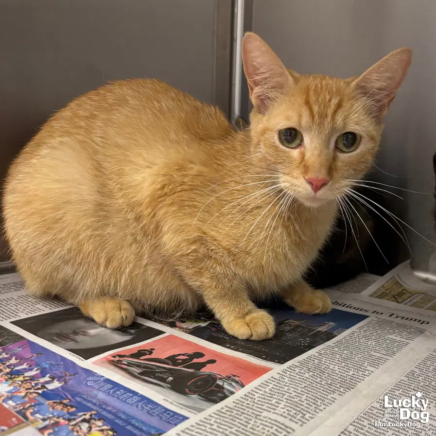 Bambi - Domestic Short Hair