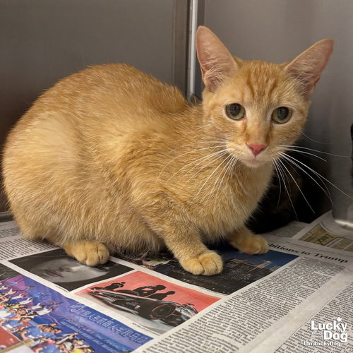 Bambi, an adoptable Domestic Short Hair in Washington, DC