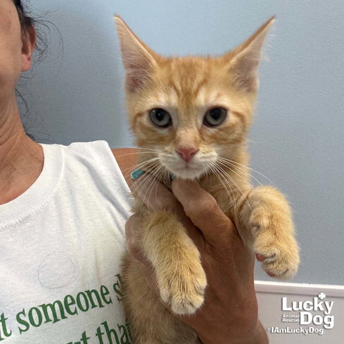 URI - Domestic Short Hair available for adoption