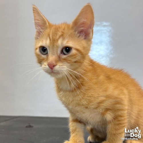 URI - Domestic Short Hair available for adoption
