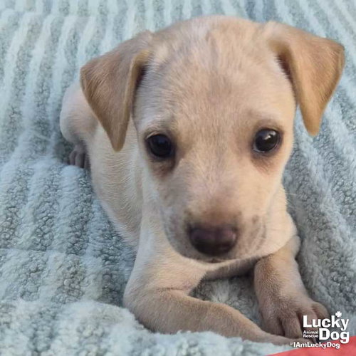 Nayra, an adoptable Labrador Retriever in Washington, DC