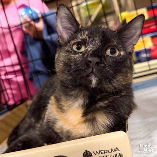 Tina, a cat for adoption from Lucky Dog Animal Rescue