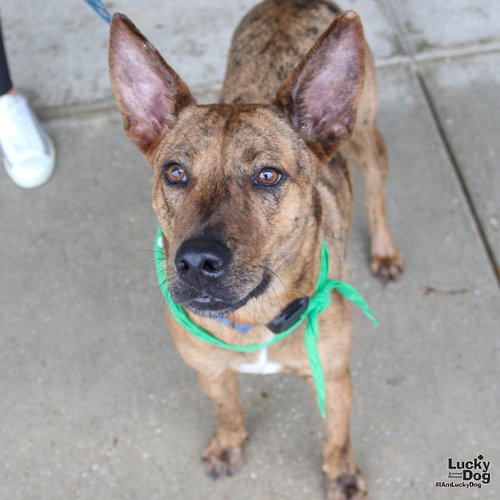 Cooper, a Shepherd / Plott Hound / Mixed (short coat) dog for adoption in Washington, DC, photo 1 of 4
