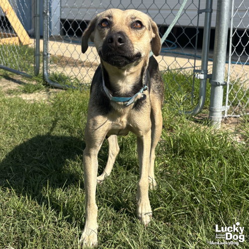 FARAH - Labrador Retriever available for adoption