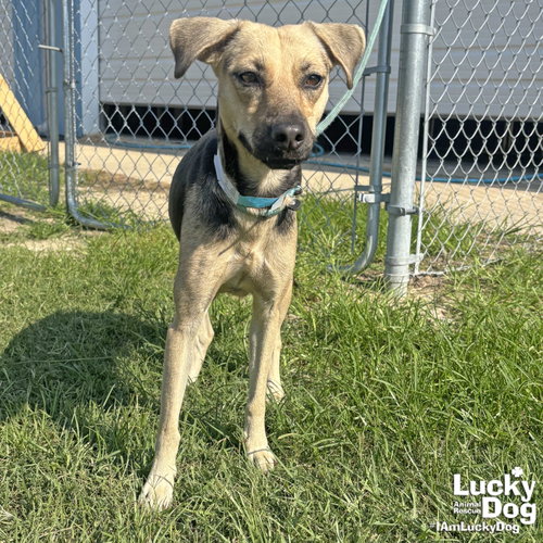 FARAH - Labrador Retriever available for adoption