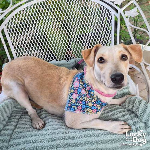 Sulie, an adoptable Dachshund in Washington, DC