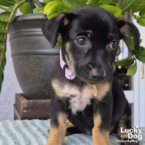 Odele, an adoptable Dachshund in Washington, DC