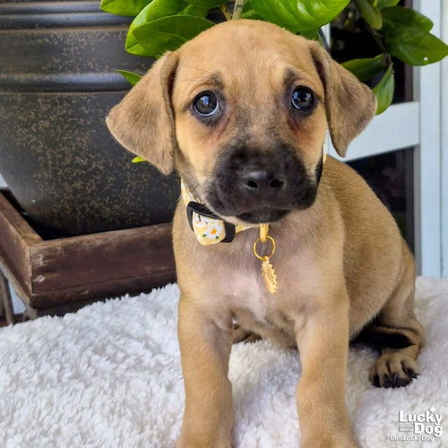 Opal, an adoptable Dachshund in Washington, DC