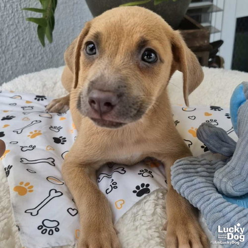 Obi, an adoptable Dachshund in Washington, DC
