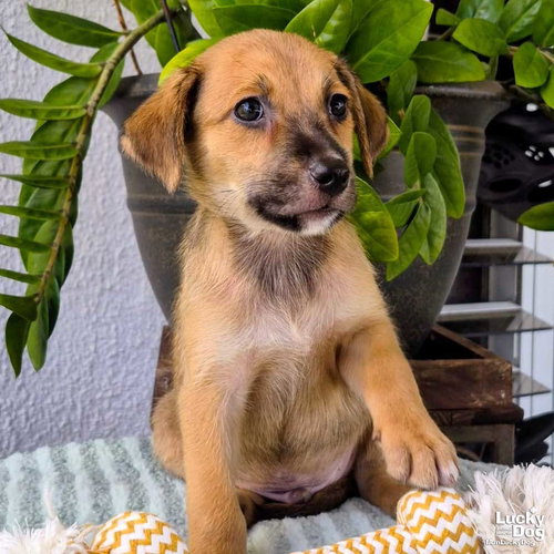 Oslo, an adoptable Dachshund in Washington, DC